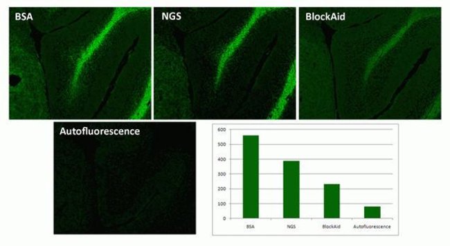 Comparison of BSA, NGS, and BlockAid™ Blocking Solution